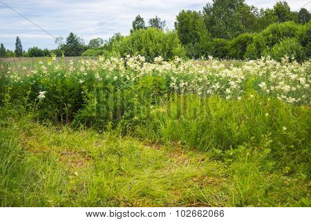 Thickets Of Meadowsweet