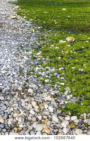 Rocky Shore, Fluorescent Sea Plants