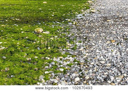 Beach Rocks Fluorescent Seaweed