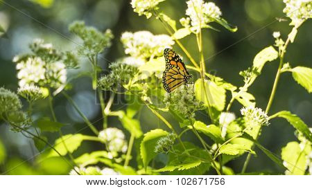 Monarch Butterfly Gathering Nectar on Common Boneset White Blooms.