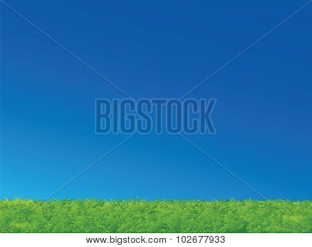 Green Grass Blue Sky Landscape
