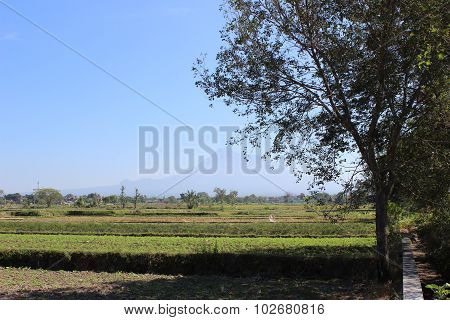 Beautiful Landscape Nature in Jogja city, Ypgyakarta,  Indonesia