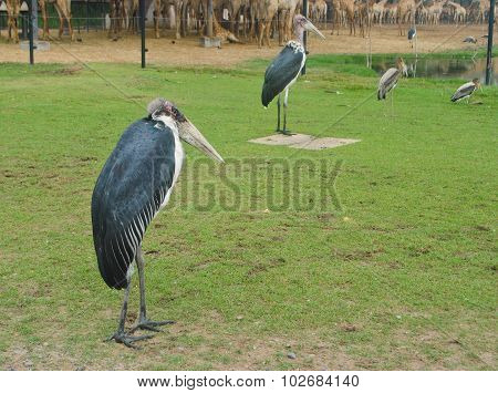 Marabou Stork Bird