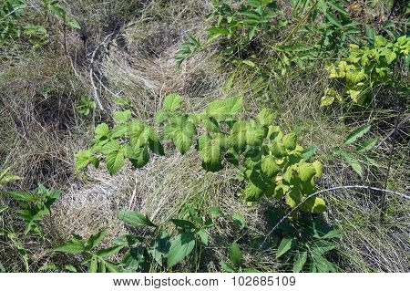Wild Raspberry Plant