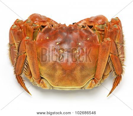 steamed chinese mitten crab, shanghai hairy crab isolated on white background