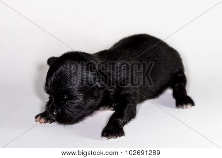 Cute Puppy Chiwawa