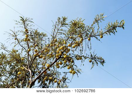 Indian Gooseberry tree flooded with fruits on a light blue sky background