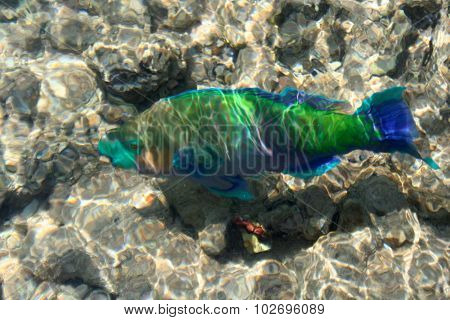 Fishes  Background