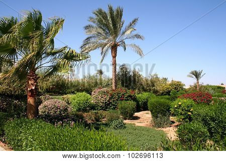 Palm Trees And Vegetation In Hotel