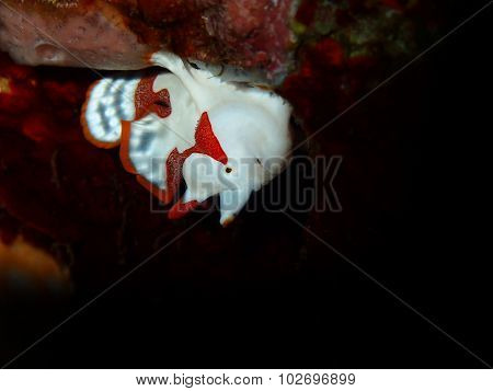 White Clown Frogfish