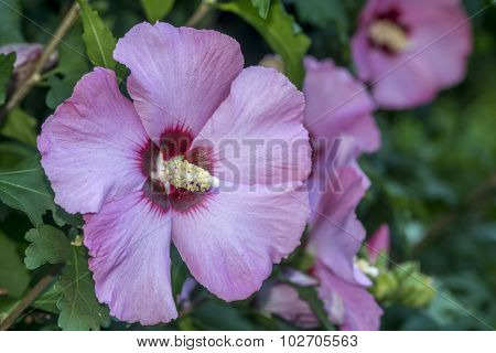 Hibiscus genus of flowering plants in the mallow family Malvaceae