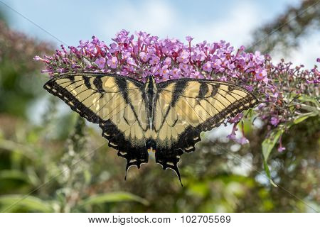 Swallowtail butterflies are in the family Papilionidae