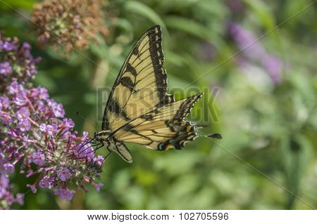 Swallowtail Butterflies