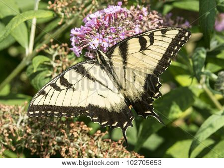 Swallowtail Butterflies