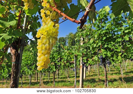 White Grapes