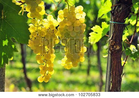 White Grapes