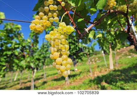 White Grapes