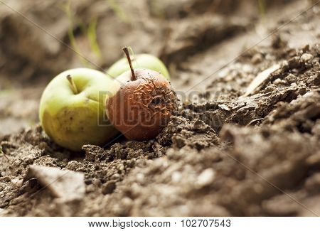 Grubby Apples On The Ground