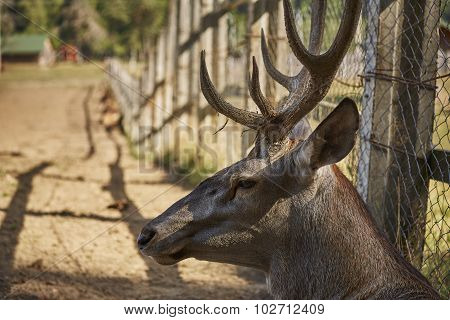 Red Deer Stag Portrait