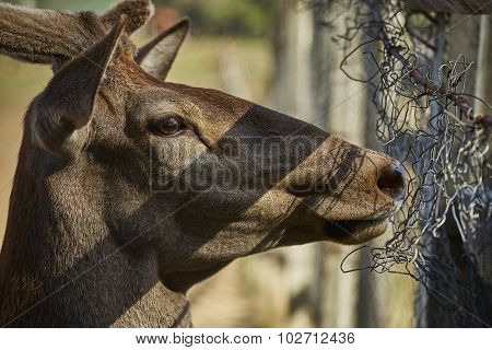 Curious Deer Hart Portrait