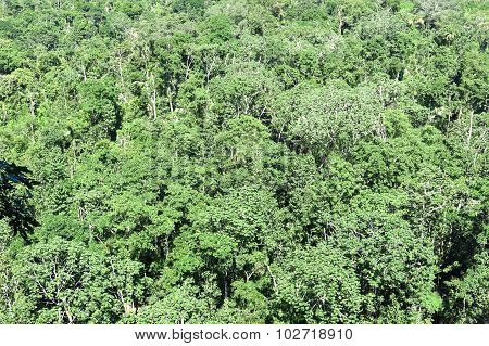 Amazon Forest