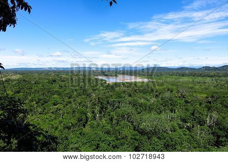 Amazon Forest