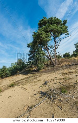 Scotch Fir Trees In A Sandy Nature Area