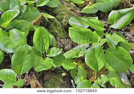 Medicinal Herb Bergenia (bergenia Pacifica)