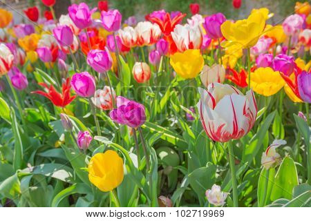 Tulip flowers