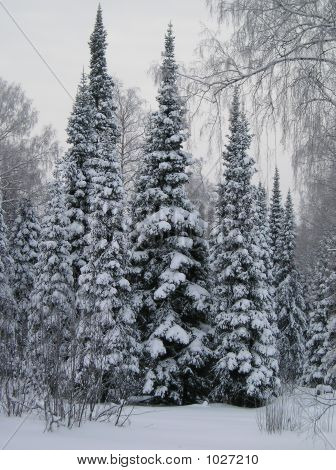 Pelz-Bäume im Schnee