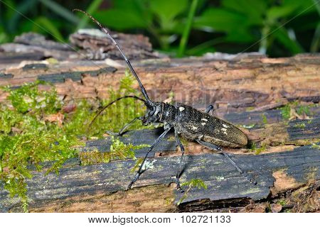 Capricorn Beetle