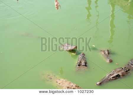 Alligator Pond