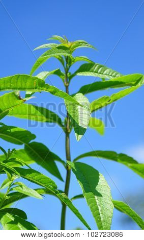 Sweetleaf (stevia Rebaudiana)