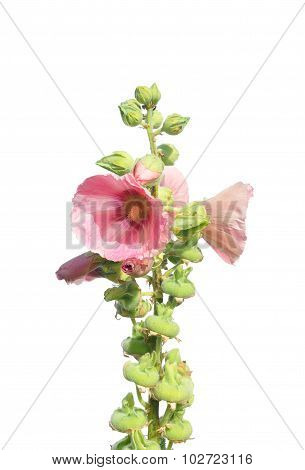 Common Hollyhock (alcea Rosea)