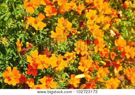 Marigold (tagetes Tenuifolia)