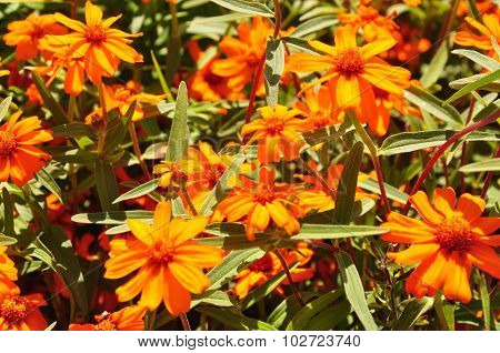 Narrowleaf Zinnia (zinnia Angustifolia)