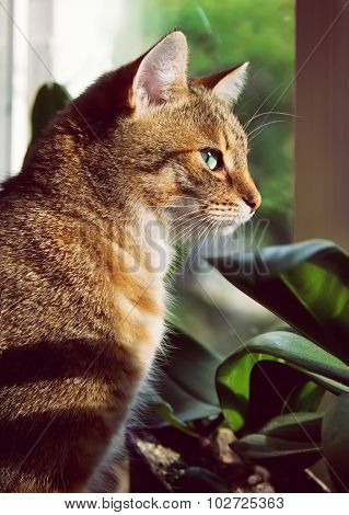Close-up Portrait Of A Beautiful Domestic Cat