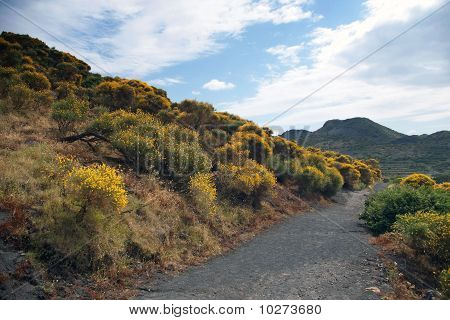 Bush grenst aan de weg op de helling van Vulcano, Sicilië, Italië