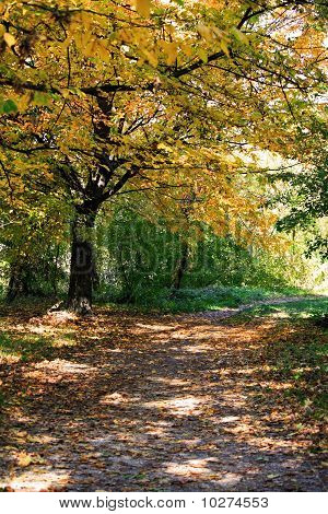 Autumn scene
