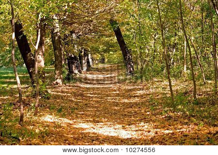 Autumn scene