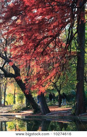 Autumn scene