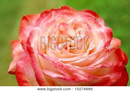 Fioritura rosa