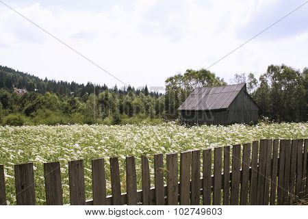 Summer landscape