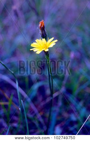 Lonely flower