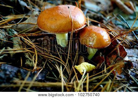 Mushrooms