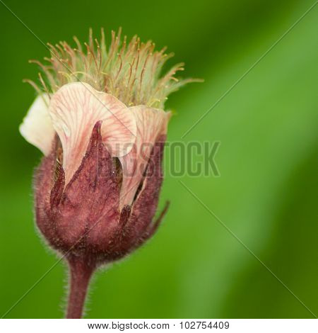 Flower bud