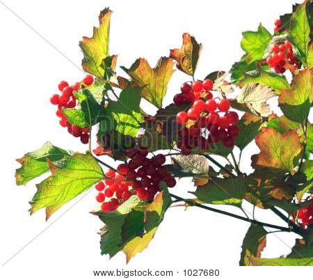 Zweig der Snowball Baum 1