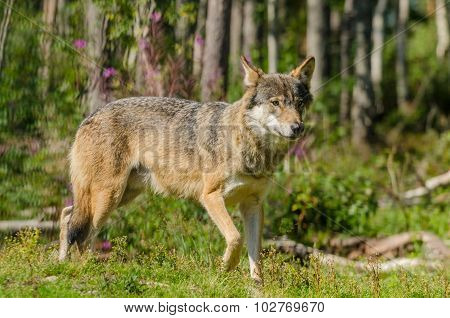 Timber Wolf