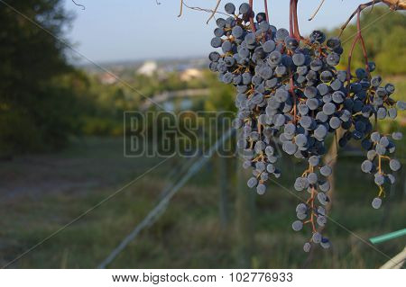 Ripe grapes