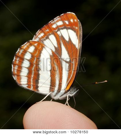planeador común (Neptis Safo)